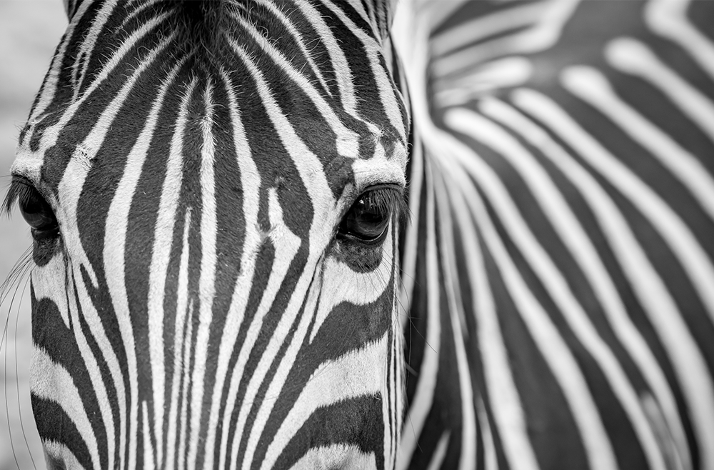 In Neurogenetics, Hoofbeats Mean Zebras, Not Horses - Penn Medicine